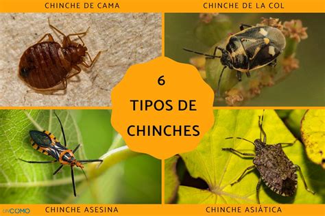 imágenes de chiches|9 tipos de chinches